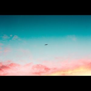 Meet your Posher, Kodi